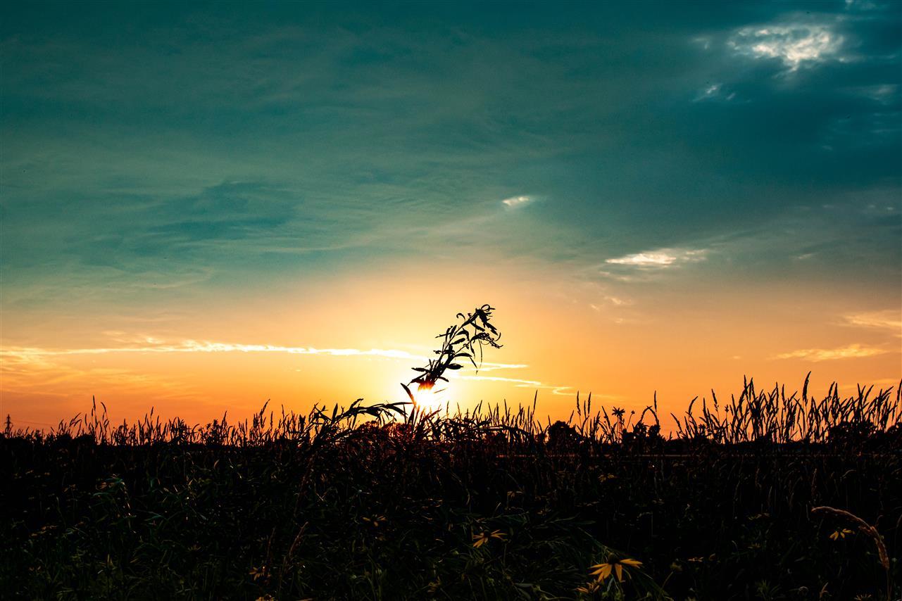 HOKKAI NOKEN（ホッカイノウケン）は糸島市でも話題の家庭菜園用オーガニック栄養剤【それいゆうき】を製造販売しています。子育ての一環としてもおすすめです。